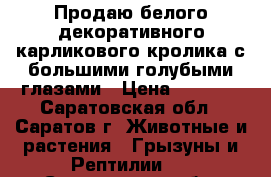 Продаю белого декоративного карликового кролика с большими голубыми глазами › Цена ­ 1 200 - Саратовская обл., Саратов г. Животные и растения » Грызуны и Рептилии   . Саратовская обл.,Саратов г.